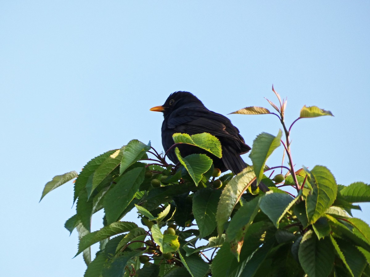 Eurasian Blackbird - ML578660411