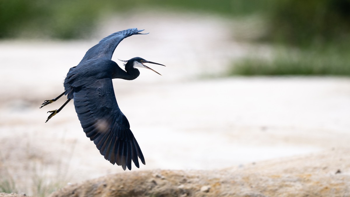 Western Reef-Heron - Mathurin Malby