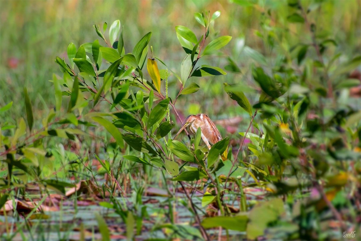 pond-heron sp. - ML578661121