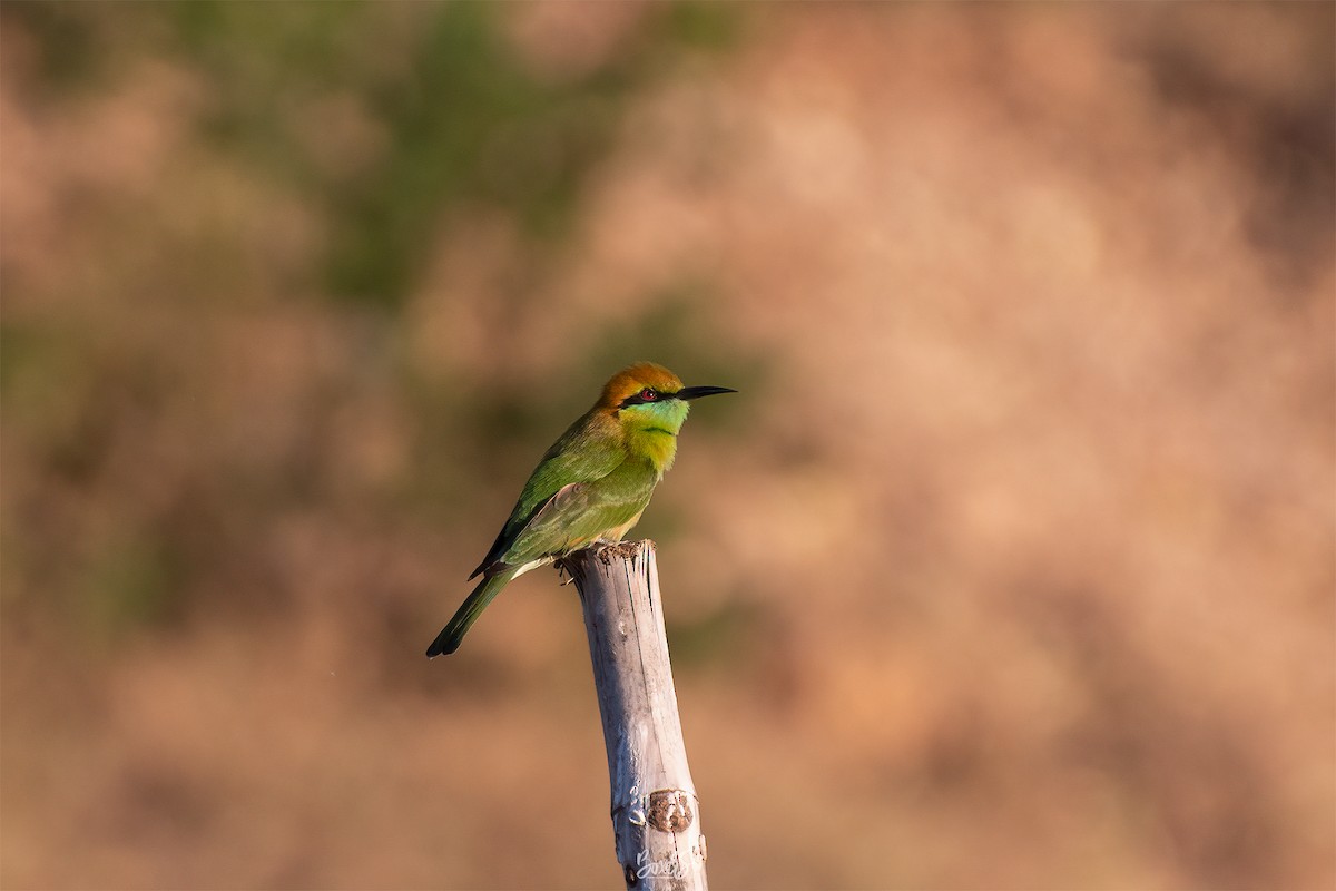 Asian Green Bee-eater - Chanachai Pansarakam