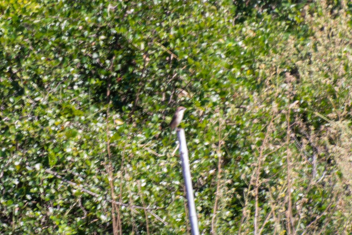 Brown Shrike - Chanachai Pansarakam