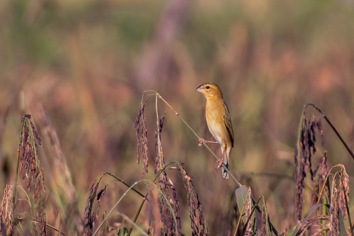 Asian Golden Weaver - Chanachai Pansarakam