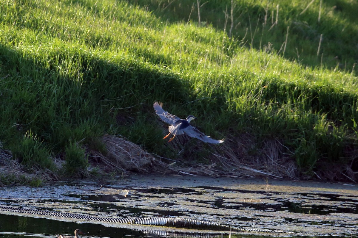 Black-crowned Night Heron - ML57866321