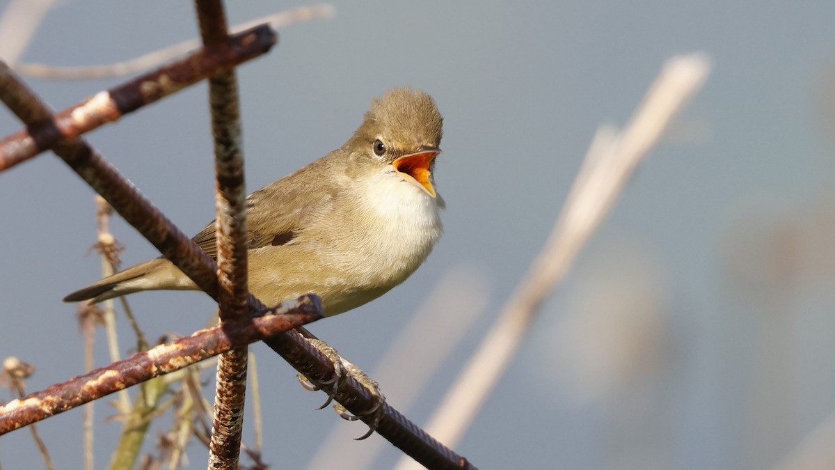 Marsh Warbler - ML578664561