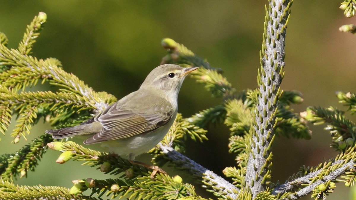 Willow Warbler - birol hatinoğlu