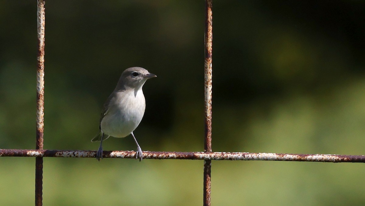 Garden Warbler - ML578664641