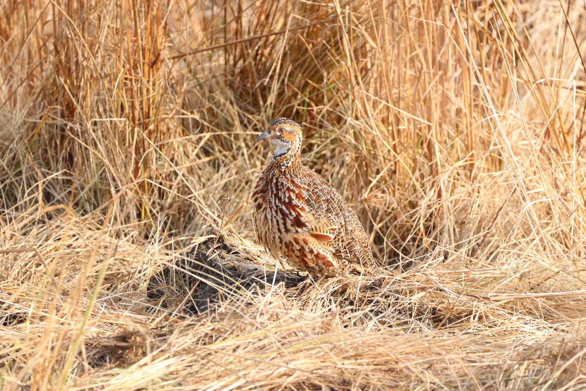 Orange River Francolin - ML578664701