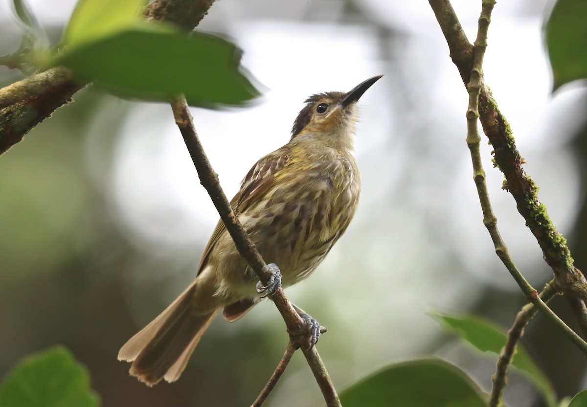 Macleay's Honeyeater - Wayne Paes