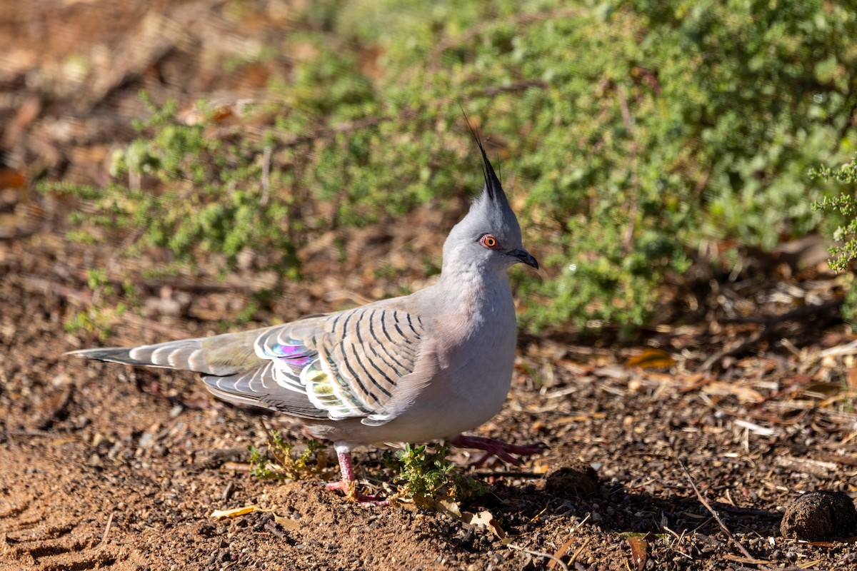 Crested Pigeon - ML578665521