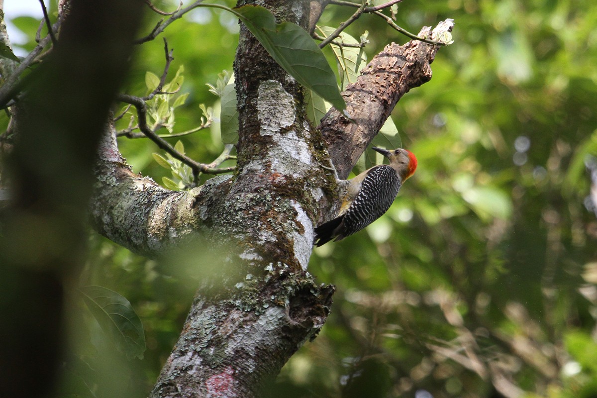 Golden-fronted Woodpecker - ML57866571