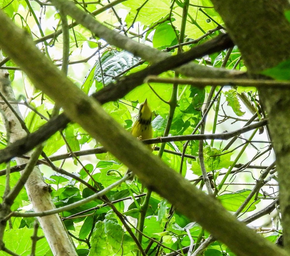 Canada Warbler - ML578666001