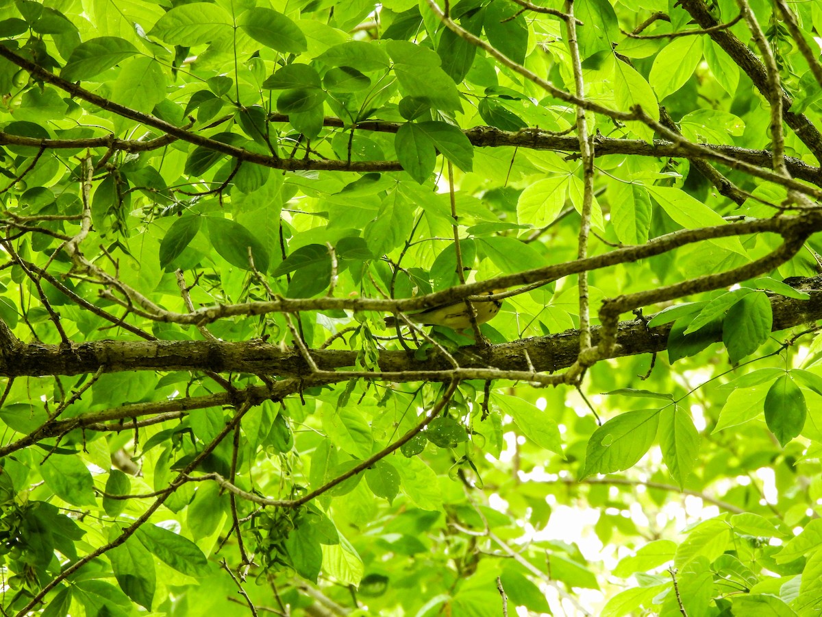 Canada Warbler - ML578666051