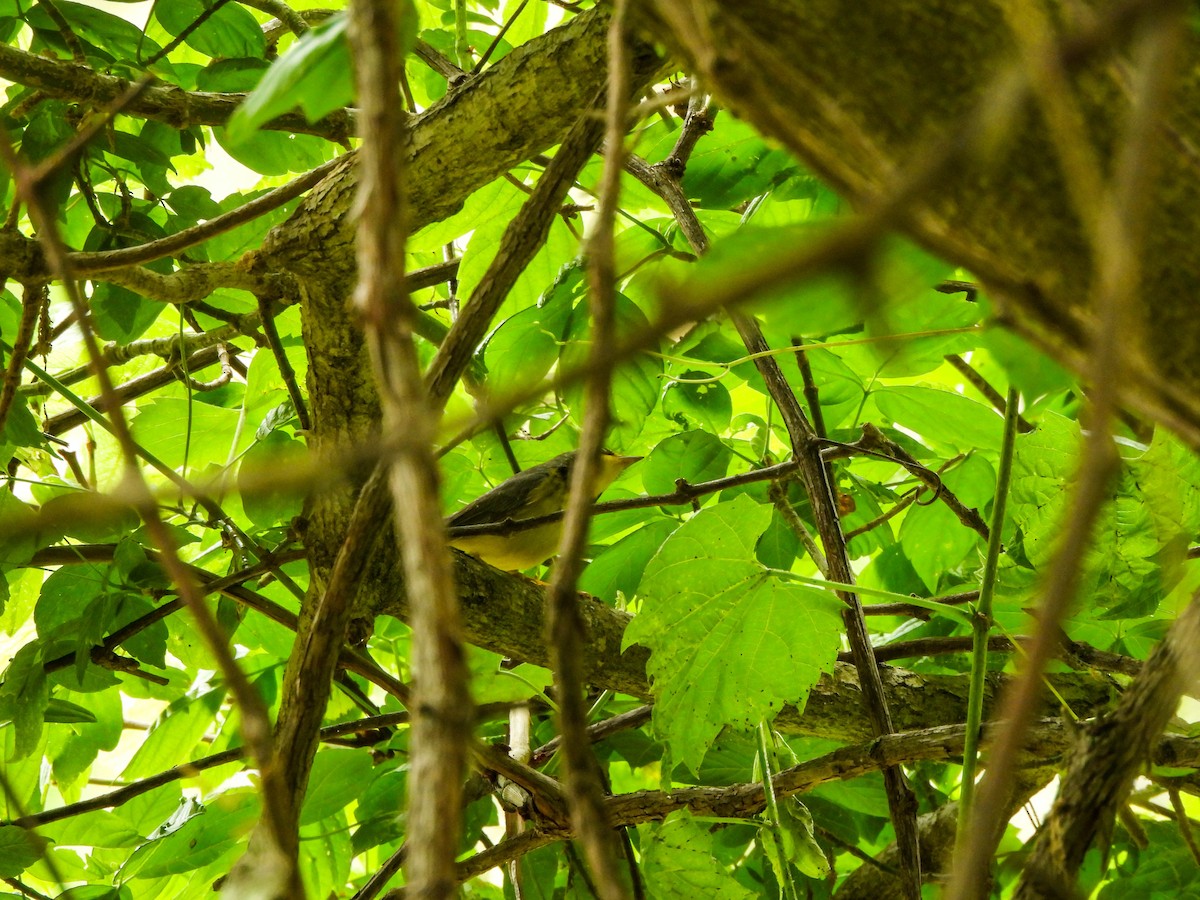 Canada Warbler - ML578666081