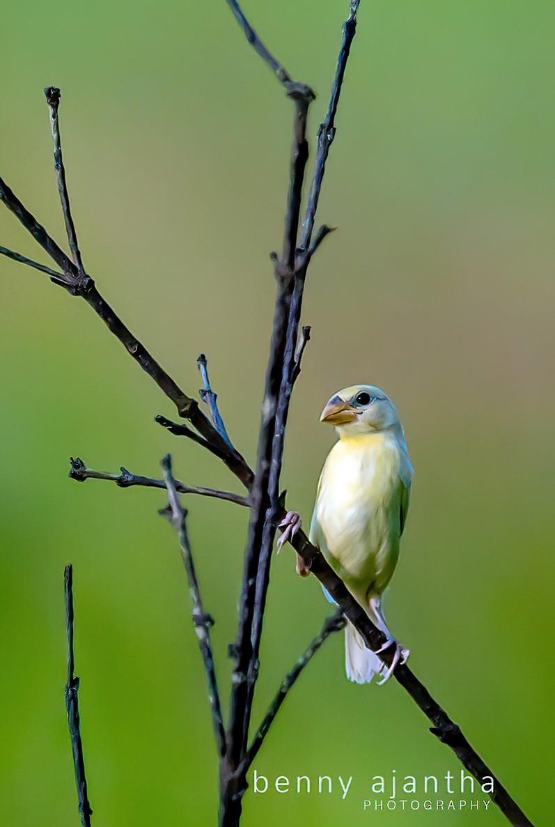 Baya Weaver - ML578666591