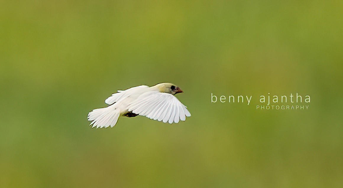 Baya Weaver - ML578666601