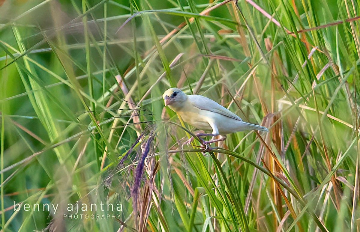 Baya Weaver - ML578666621