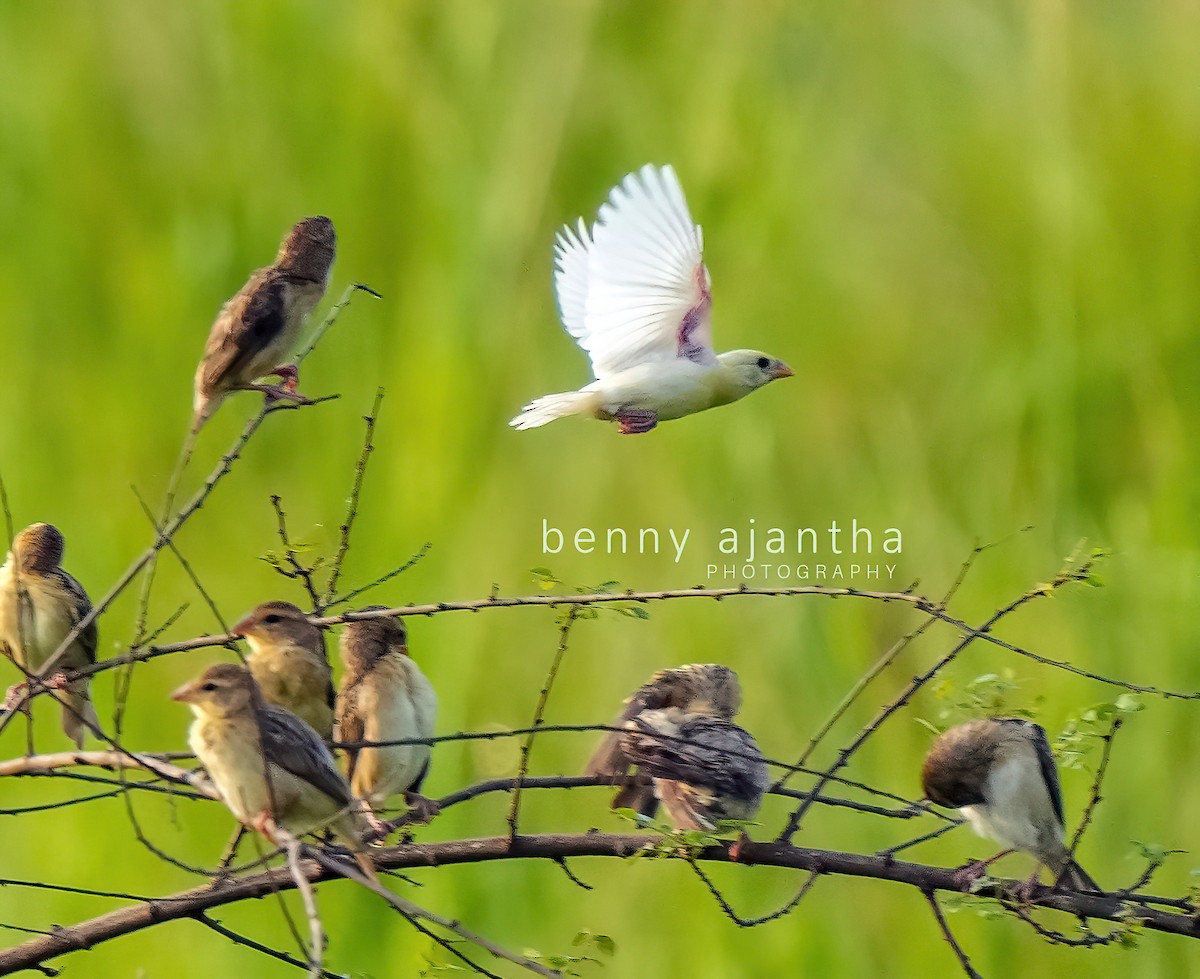 Baya Weaver - ML578666631