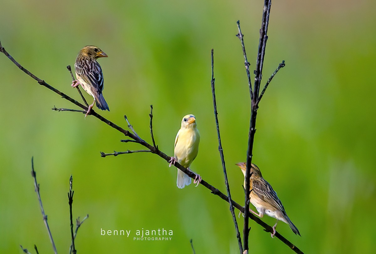 Baya Weaver - ML578666641
