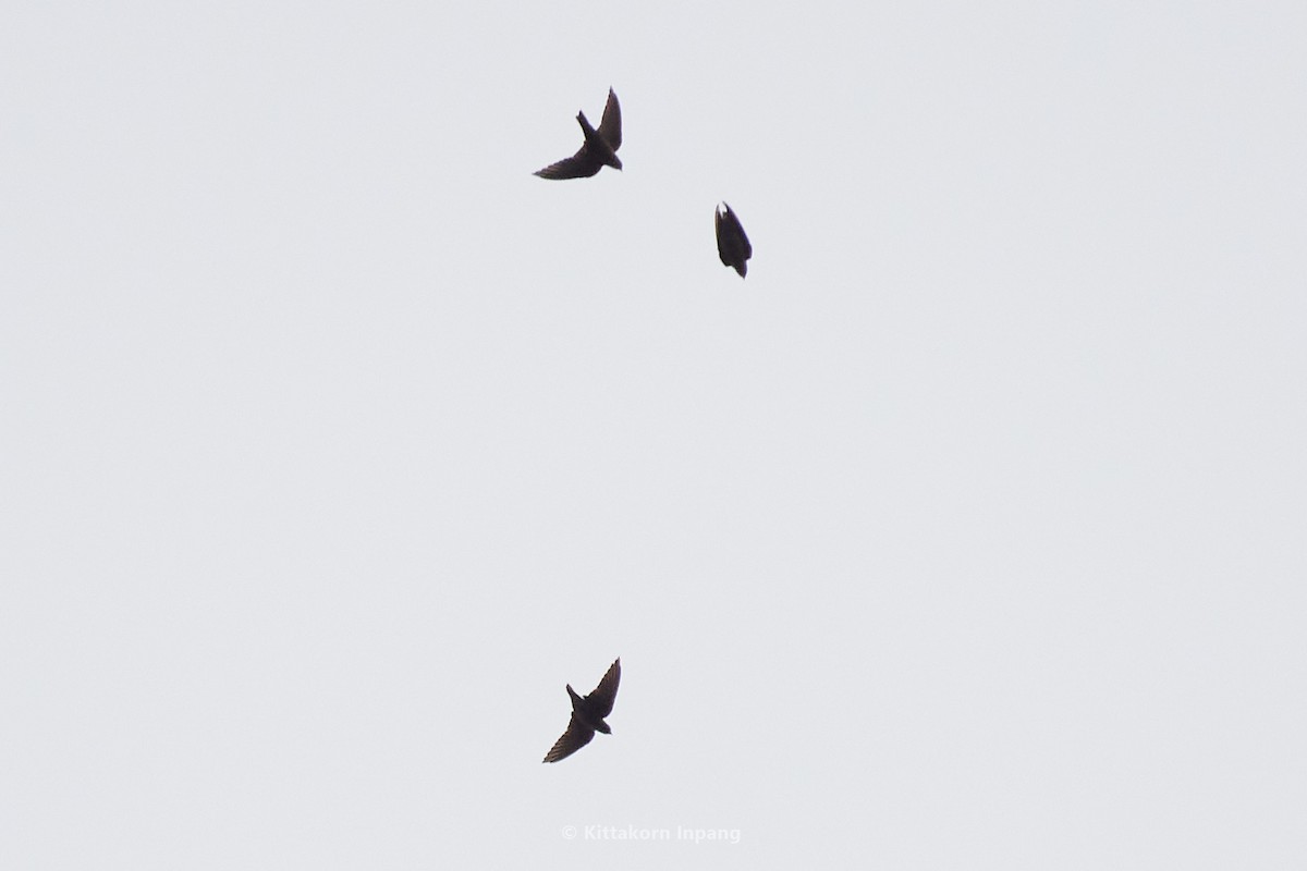 Dusky Crag-Martin - ML578667671