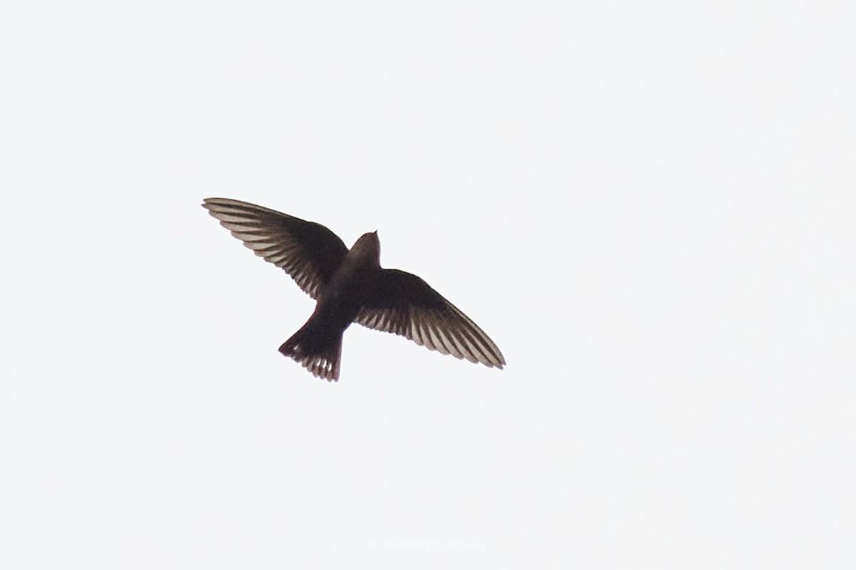 Dusky Crag-Martin - ML578667681