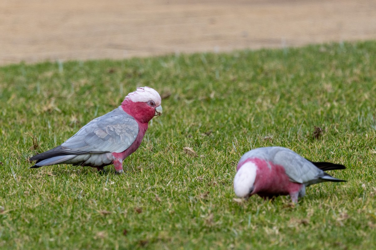 Cacatúa Galah - ML578667851