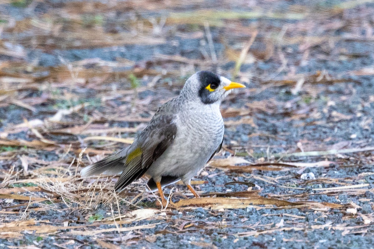 Noisy Miner - ML578668101