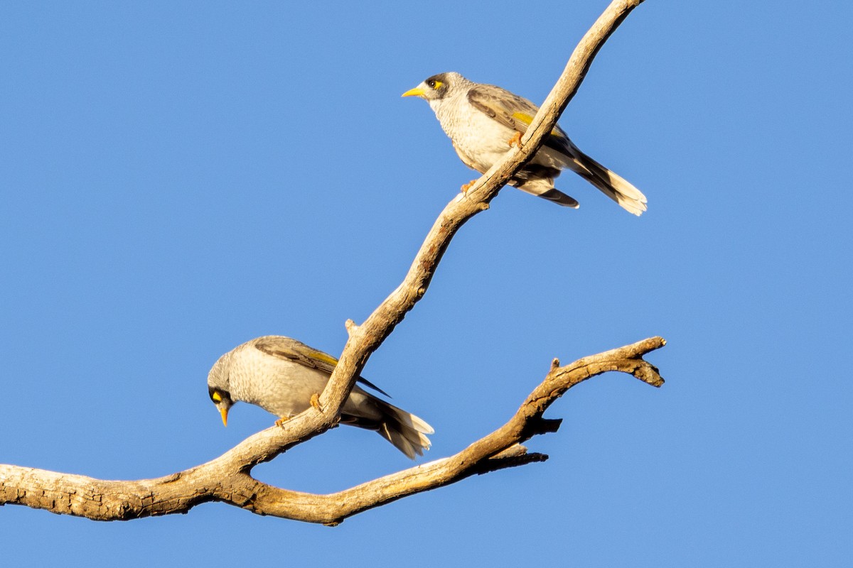 Weißstirn-Schwatzvogel - ML578668551