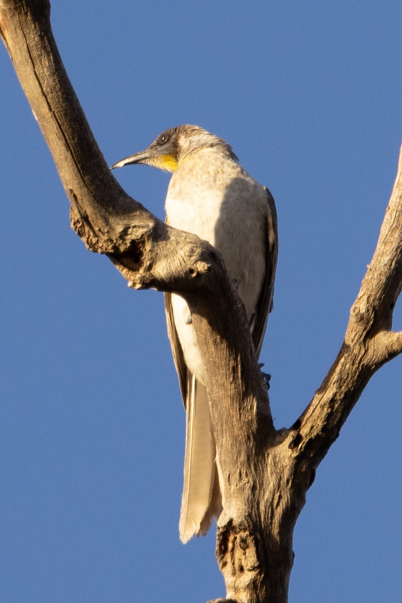 Little Friarbird - ML578668601