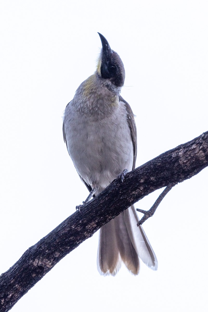 Little Friarbird - ML578668621