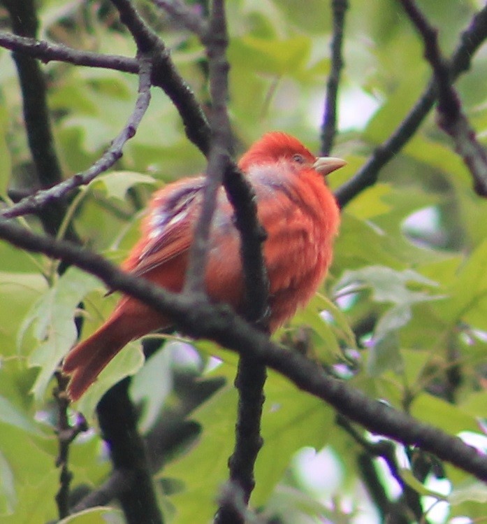 Summer Tanager - ML57866871