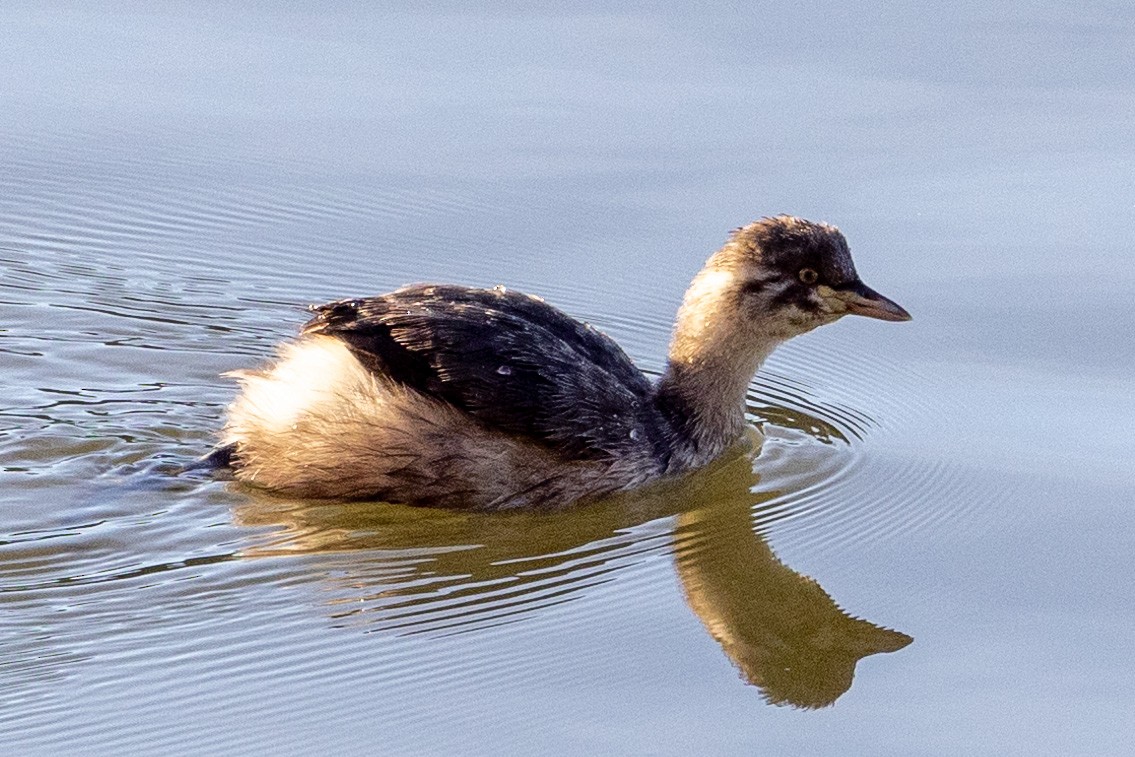 Australasian Grebe - ML578668801