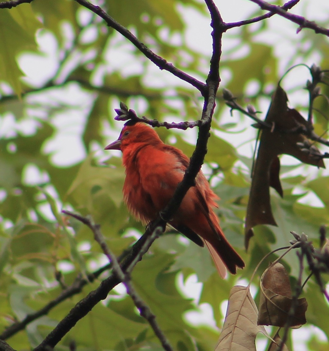 Summer Tanager - ML57866921