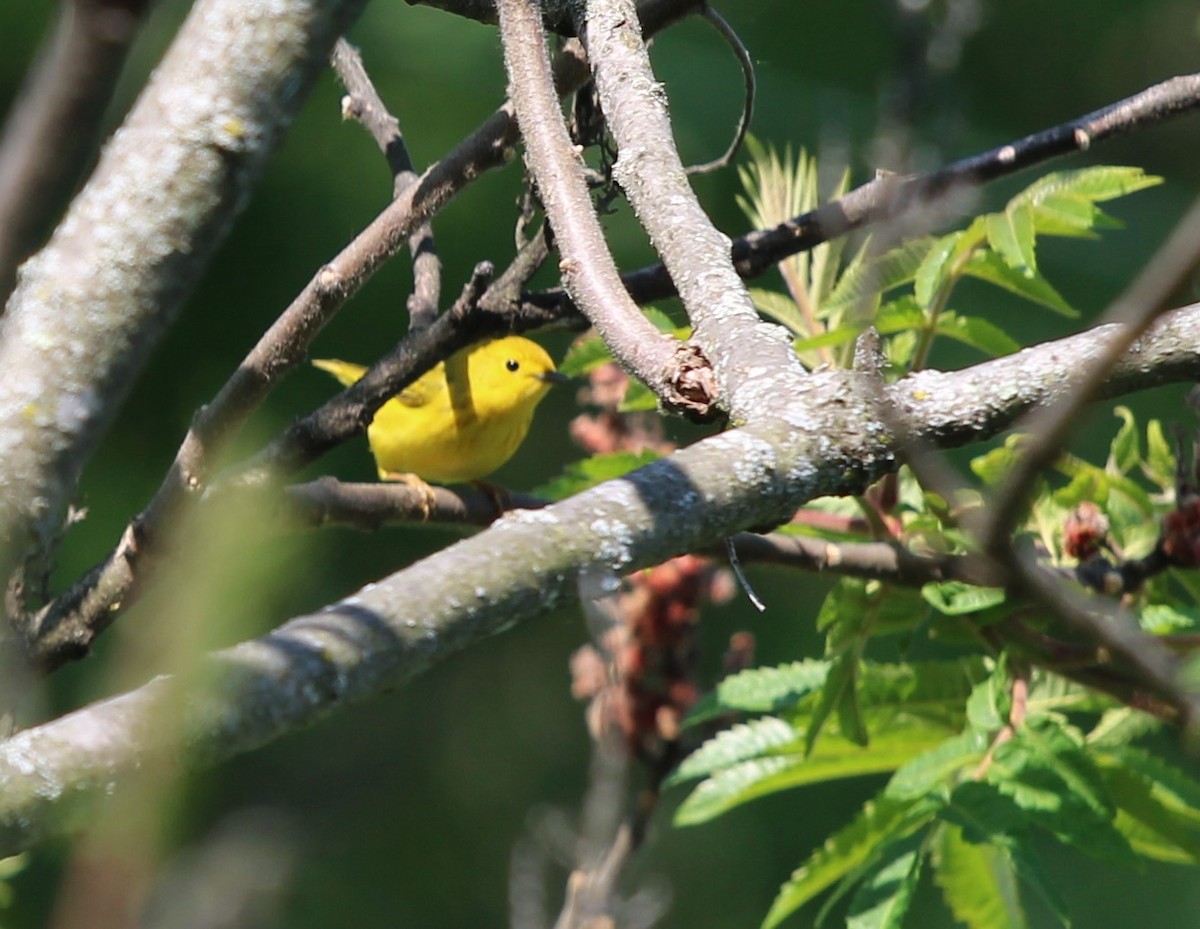 Paruline jaune - ML578669741