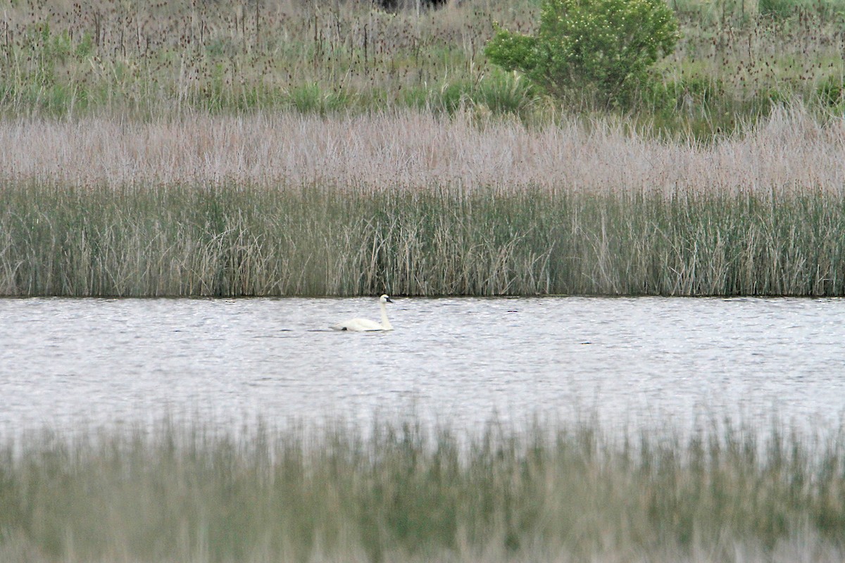 Tundra Swan - ML578670861