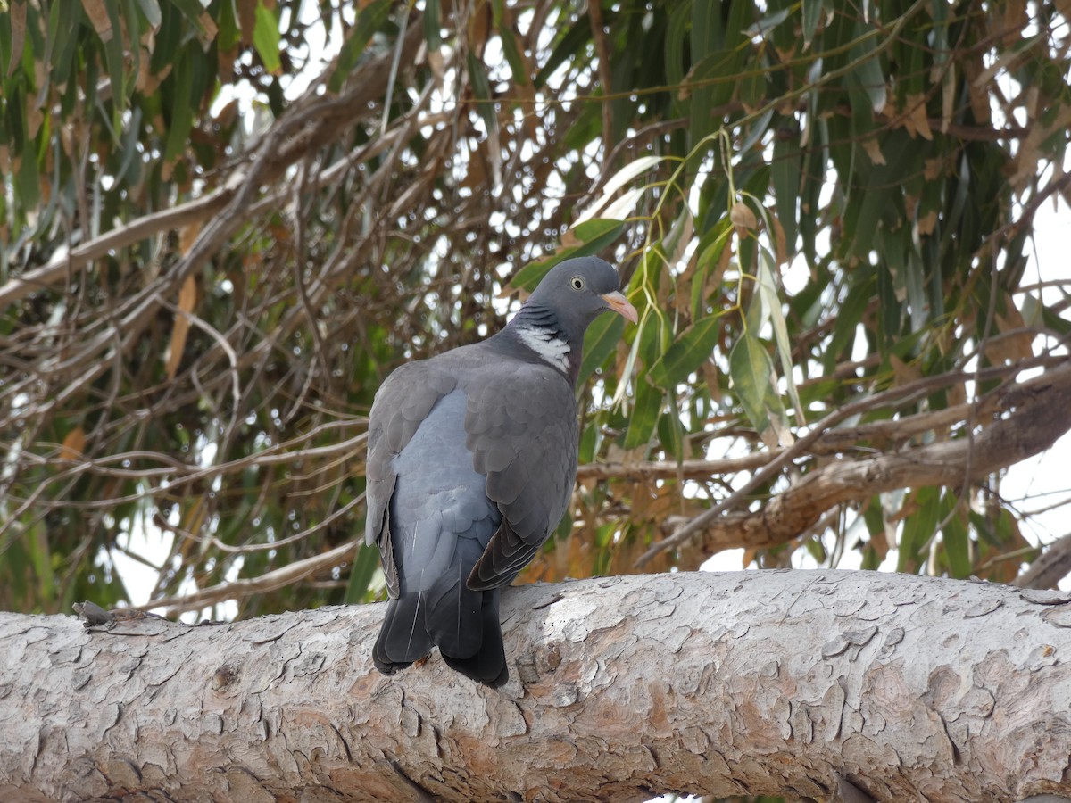 Common Wood-Pigeon - ML578671211