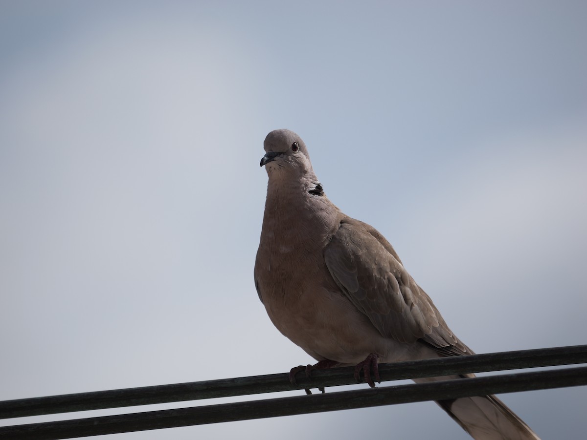 Eurasian Collared-Dove - ML578671991