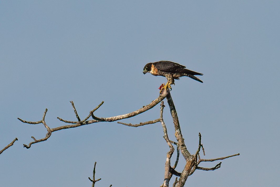 Orange-breasted Falcon - ML578672411
