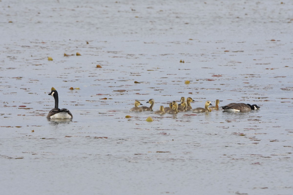 Canada Goose - ML578673101