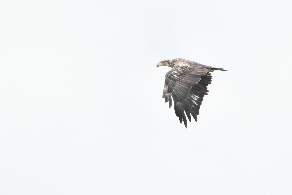 Bald Eagle - ML578673221