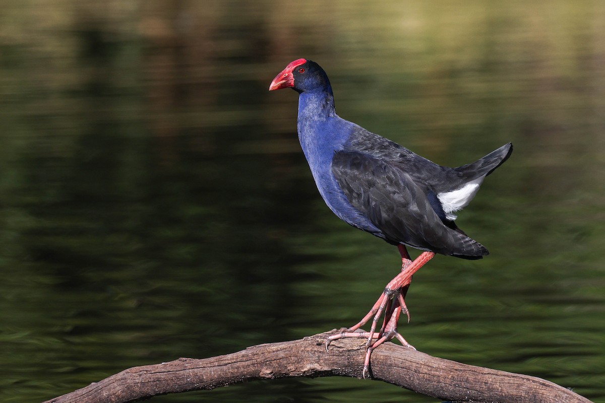 Australasian Swamphen - ML578673431