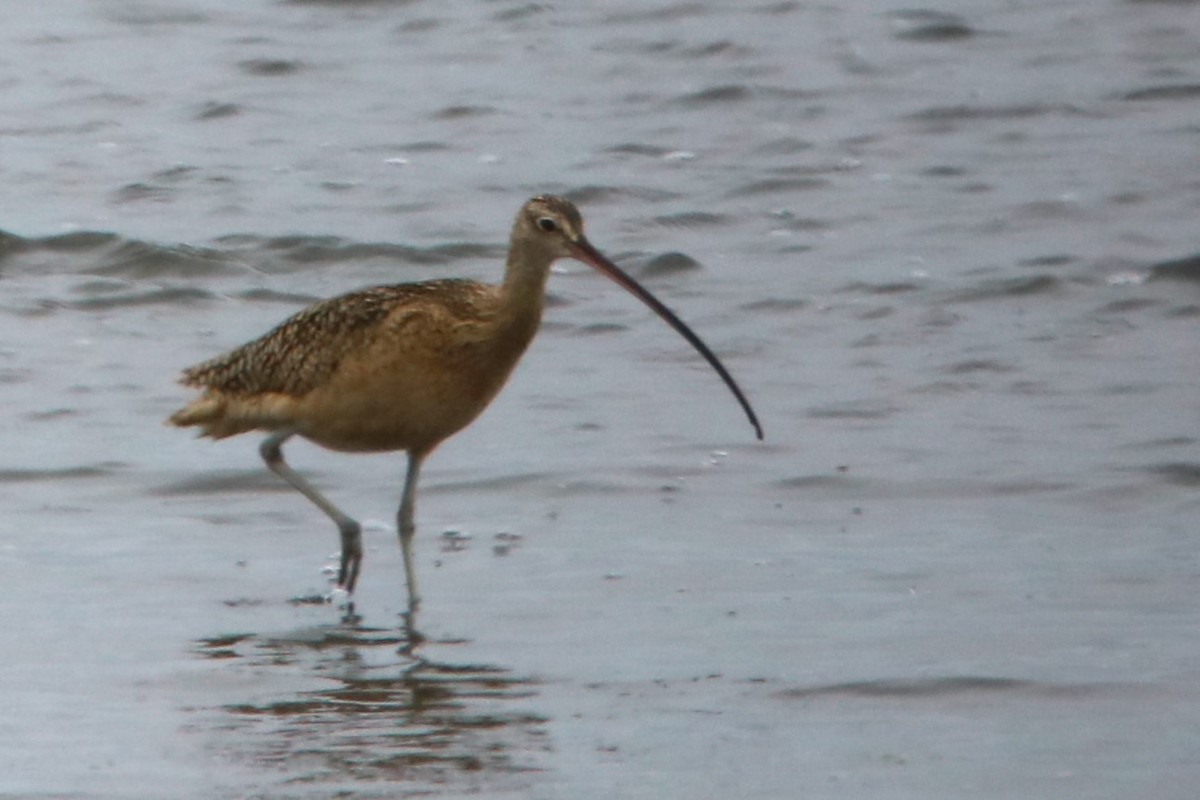 Long-billed Curlew - Glenn Anderson