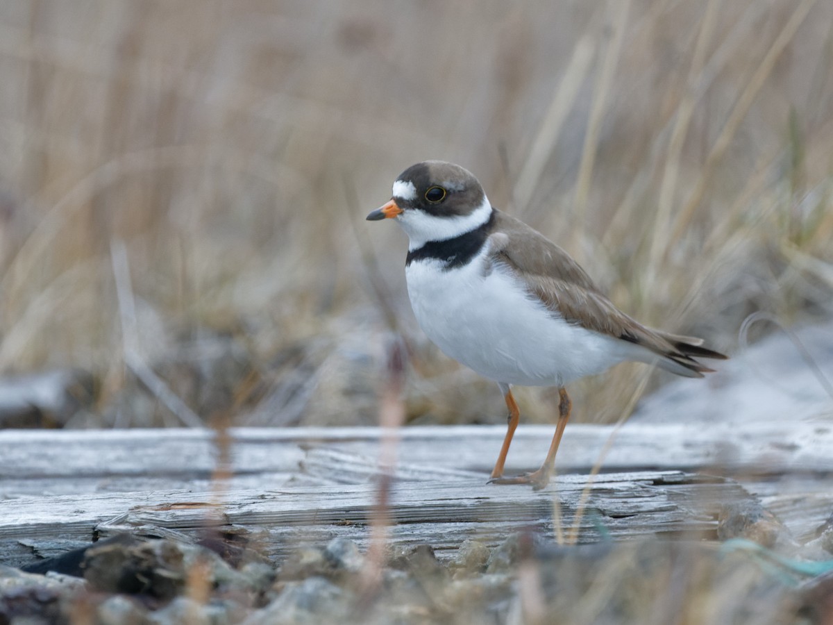 Semipalmated Plover - ML578674131