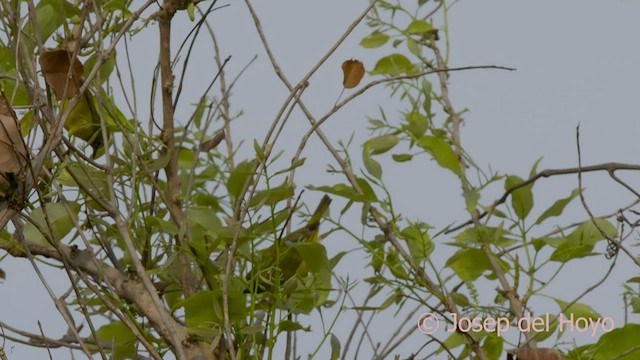Northern Yellow White-eye - ML578674151