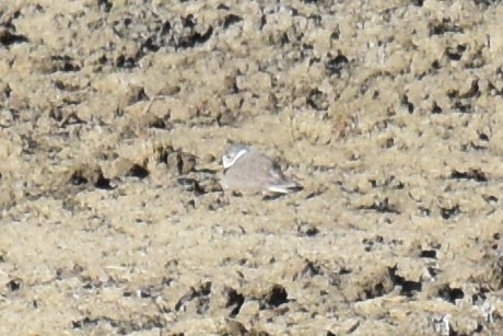 Piping Plover - ML57867421