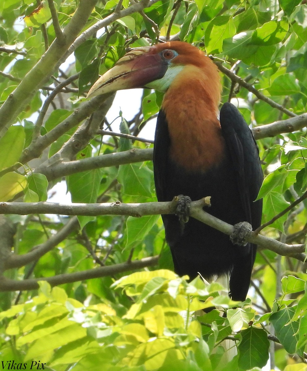 Narcondam Hornbill - ML578674891