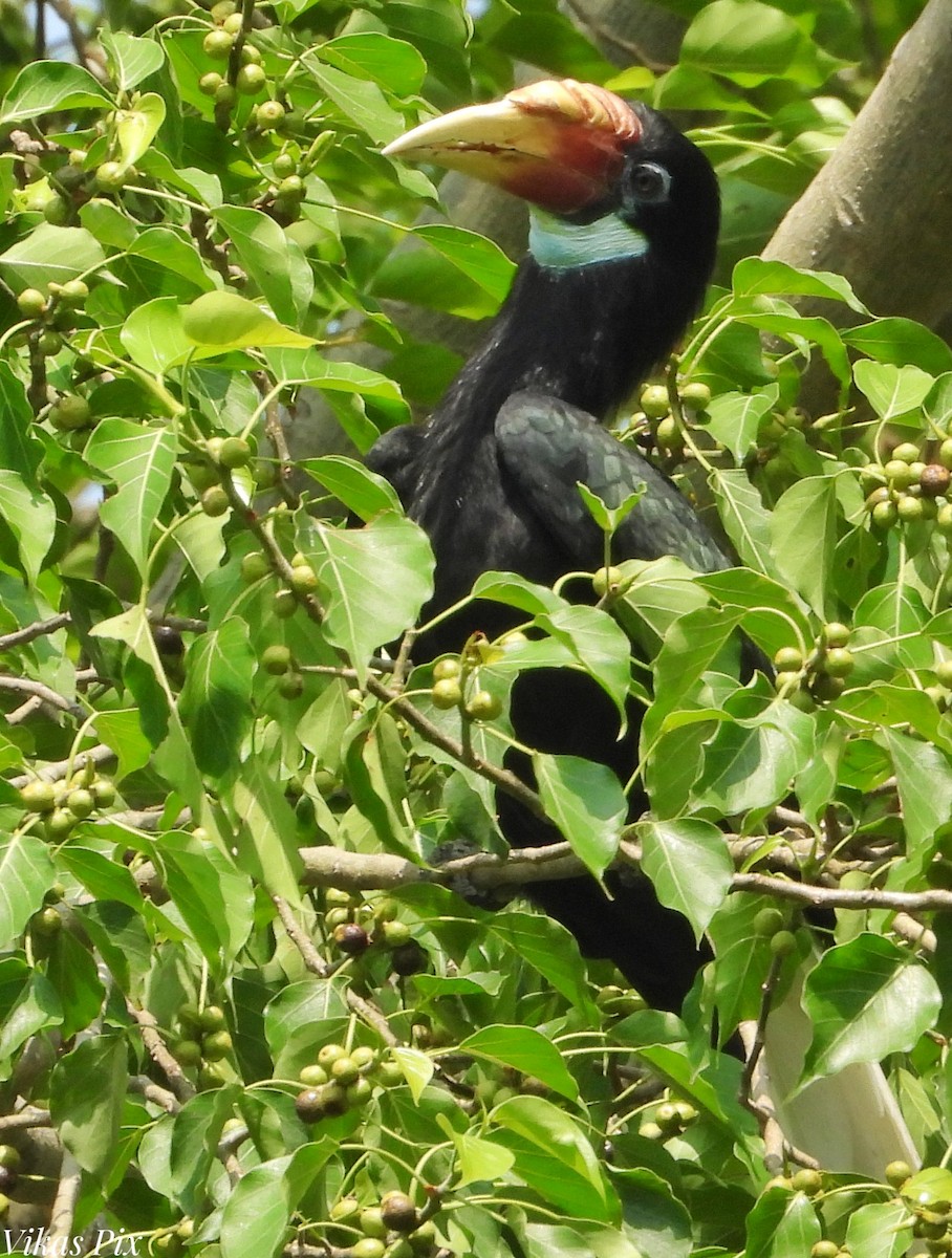 Narcondam Hornbill - ML578674901