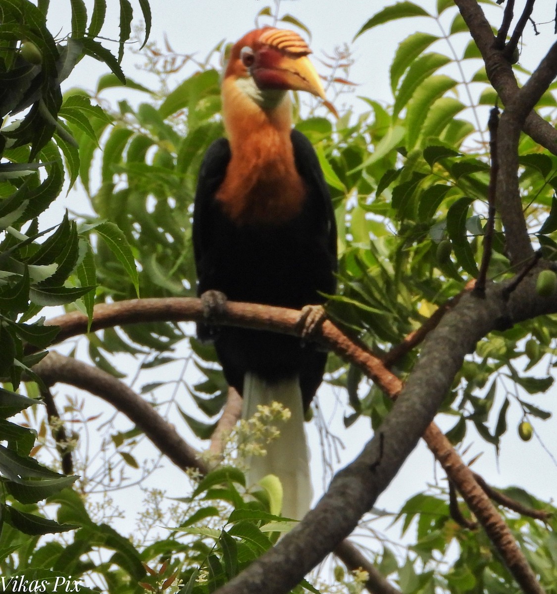 Narcondam Hornbill - ML578674911