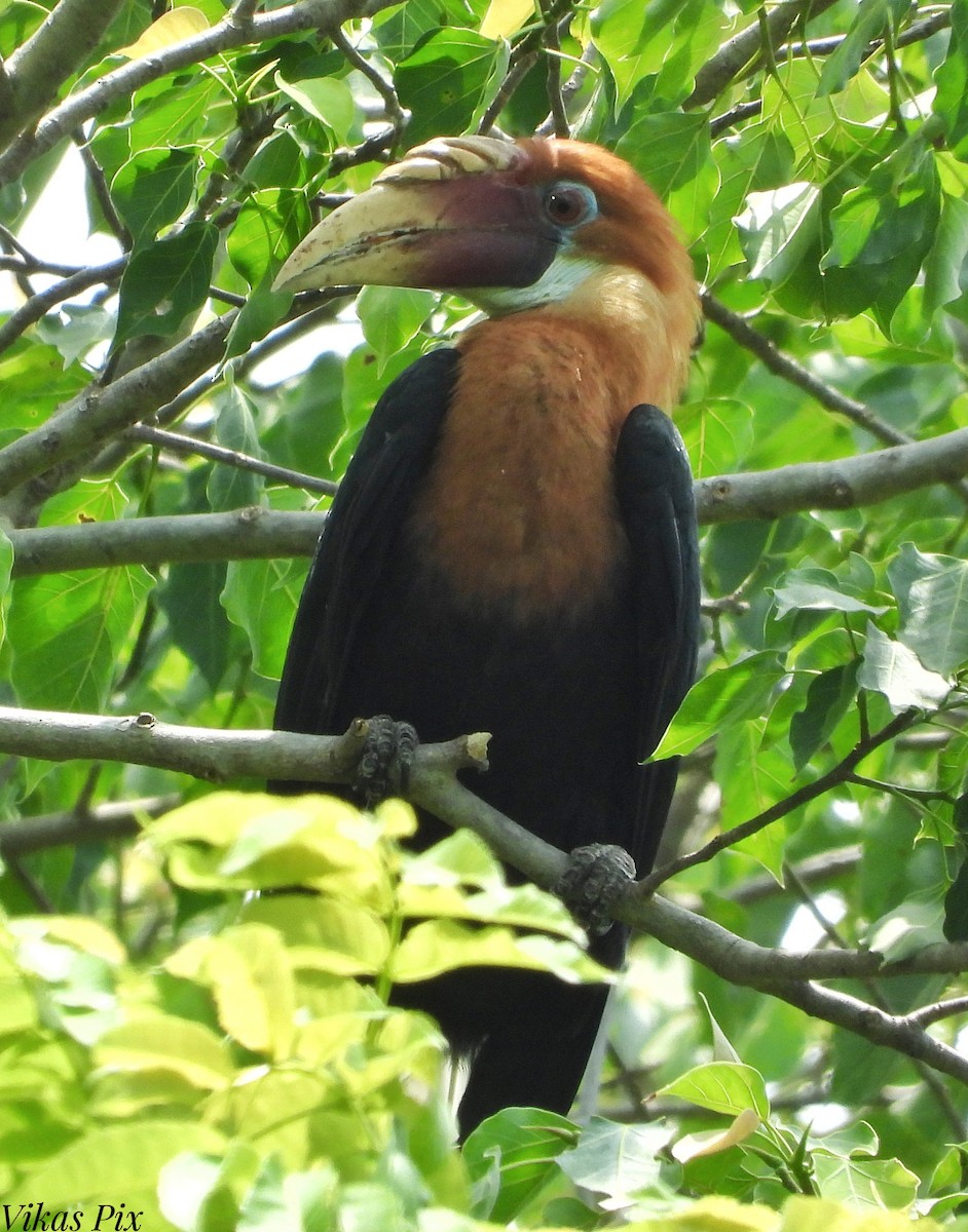 Narcondam Hornbill - ML578674921