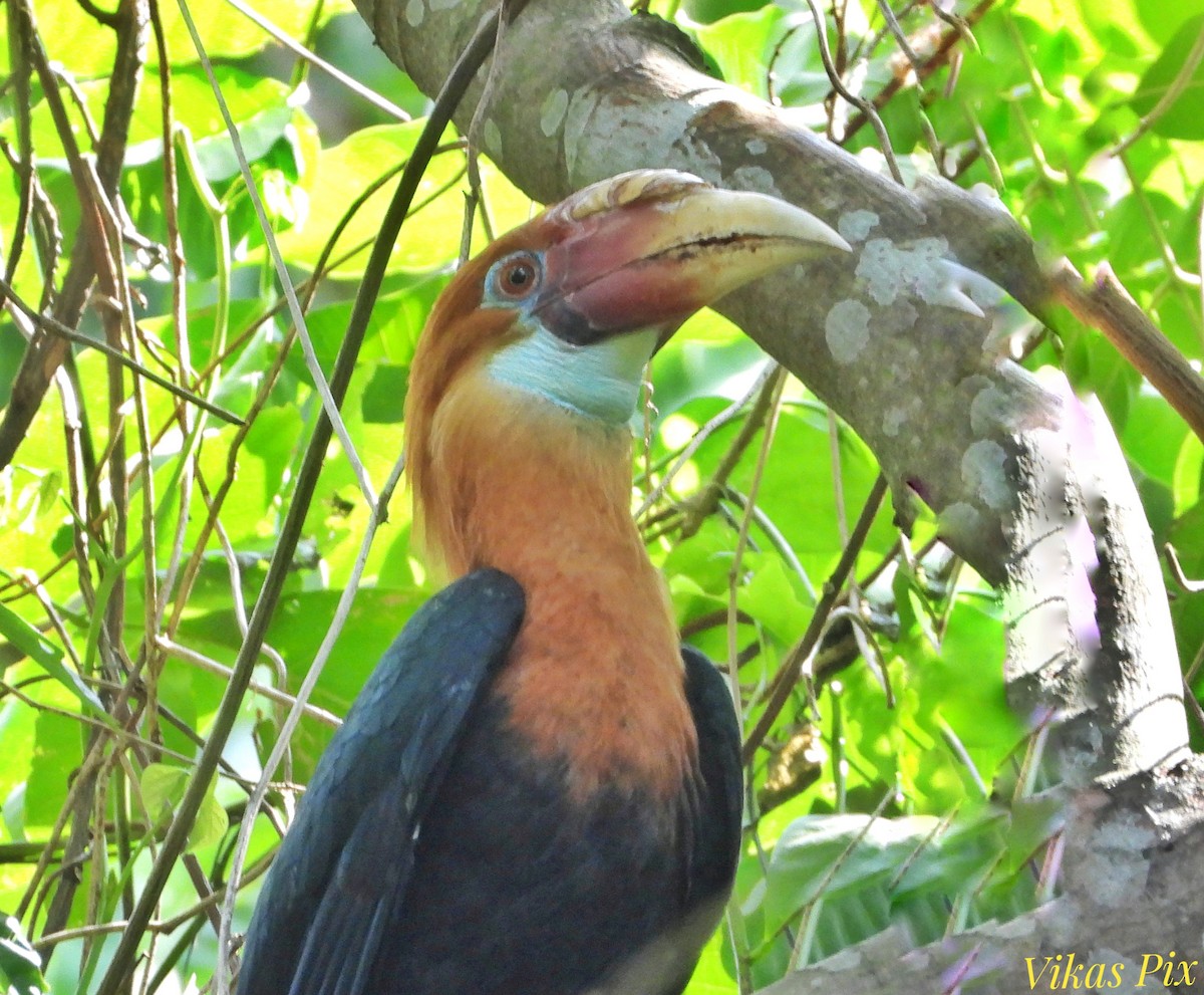 Cálao de la Narcondam - ML578674941