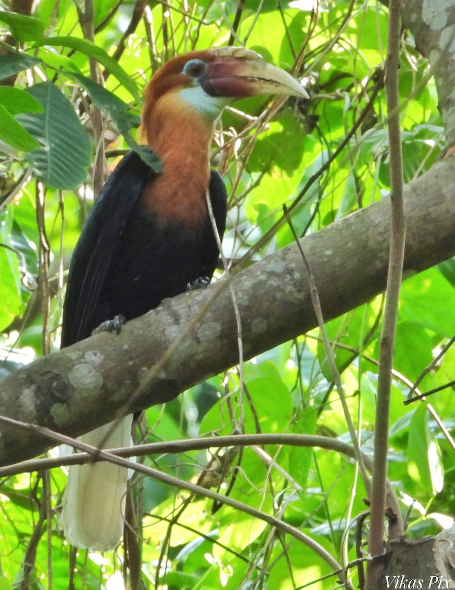 Narcondam Hornbill - ML578674951